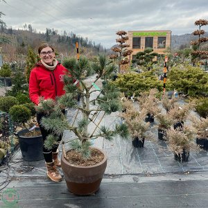 Borovica limbová (Pinus cembra) ´GLAUCA´ - výška 100-120 cm, kont. C90L - BONSAJ (-34°C)